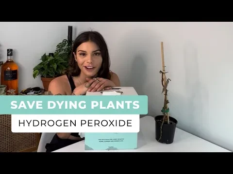 How To Save Dying Plants Using Hydrogen Peroxide