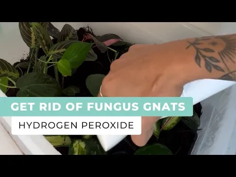 Get Rid of Fungus Gnats in Houseplants Using Hydrogen Peroxide