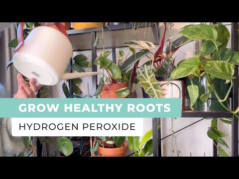 Grow Healthy Roots, Prevent Root Rot Using Hydrogen Peroxide - Oxygen Plus
