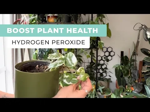 Boost Plant Health Using Hydrogen Peroxide