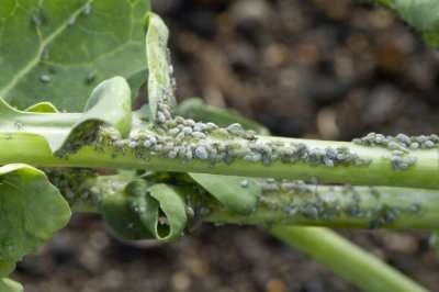 Aphids-on Plants