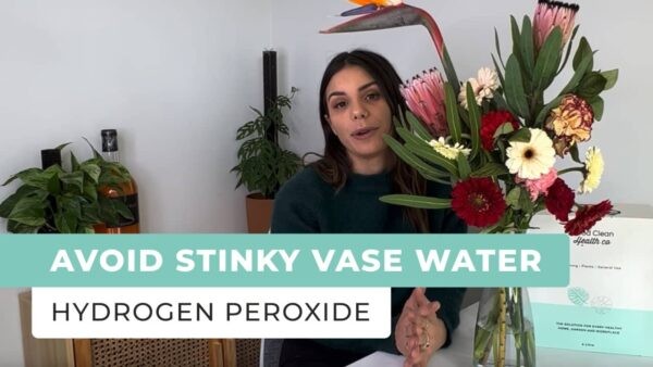 Treat Vase Water to Avoid Smell Using Hydrogen Peroxide