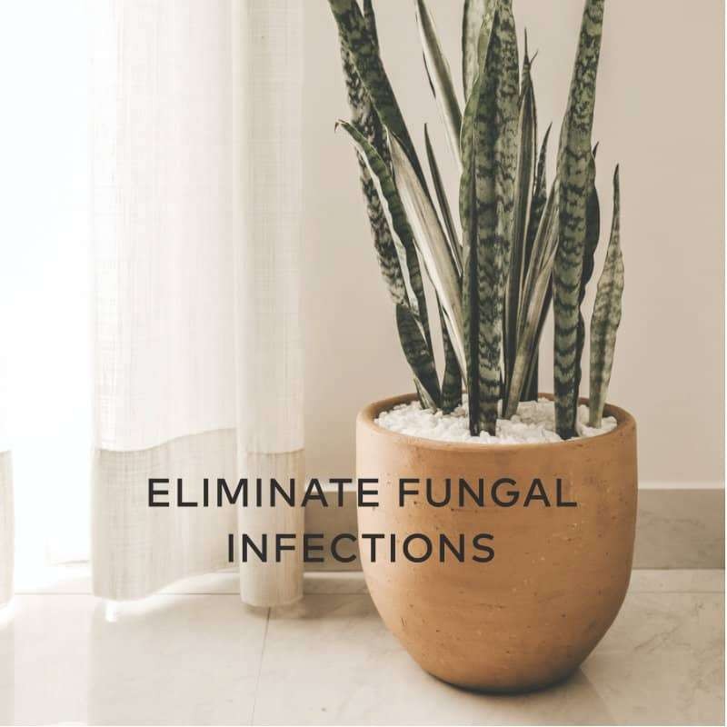 eliminate fungal infections treatment