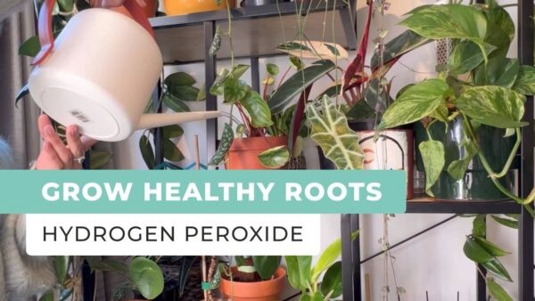 Grow Healthy Roots, Prevent Root Rot With Hydrogen Peroxide