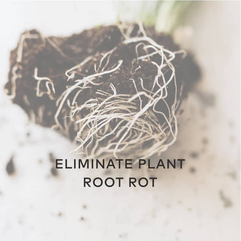 oxygen plus for plants eliminate plats root rot
