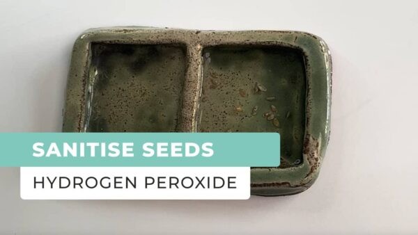 Sanitise Yoru Seeds Using Hydrogen Peroxide- Watch Video