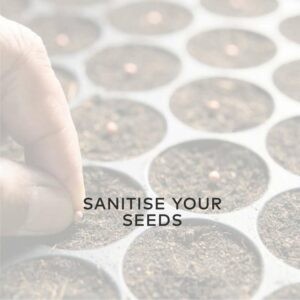 Sanitise seeds