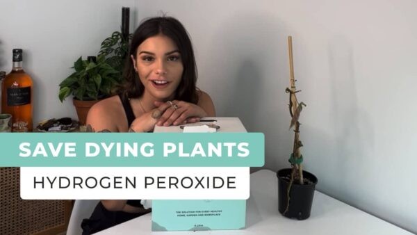 Save Dying Plants Using Hydrogen Peroxide